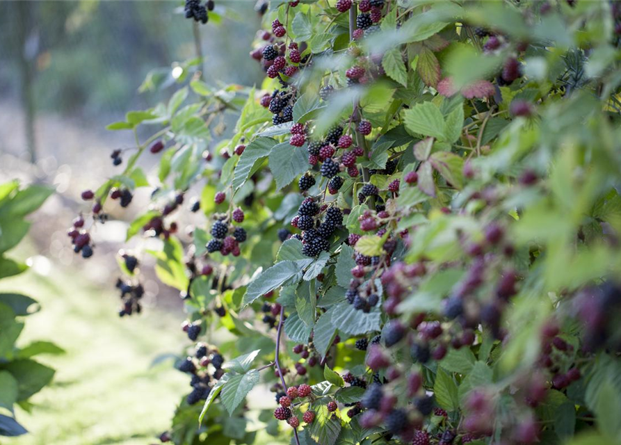 Brombeere Polar Fruits® 'Blackberry'