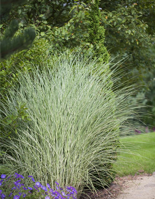 Miscanthus sinensis 'Morning Light'