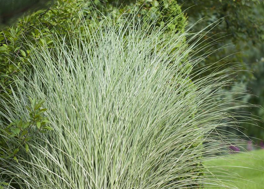 Miscanthus sinensis 'Morning Light'