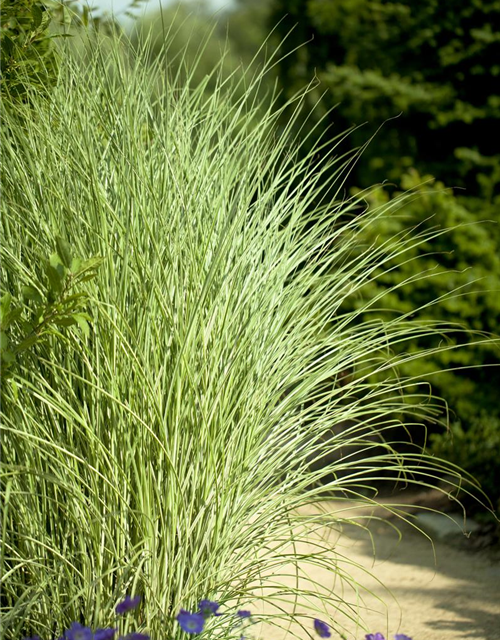 Miscanthus sinensis 'Morning Light'