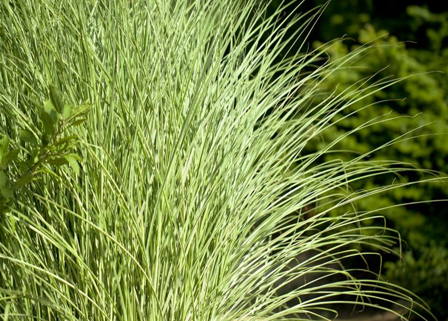 Miscanthus sinensis 'Morning Light'