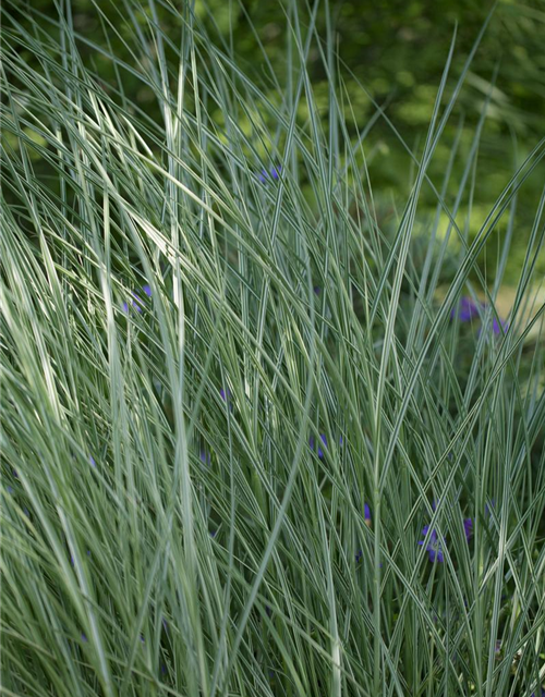 Miscanthus sinensis 'Morning Light'