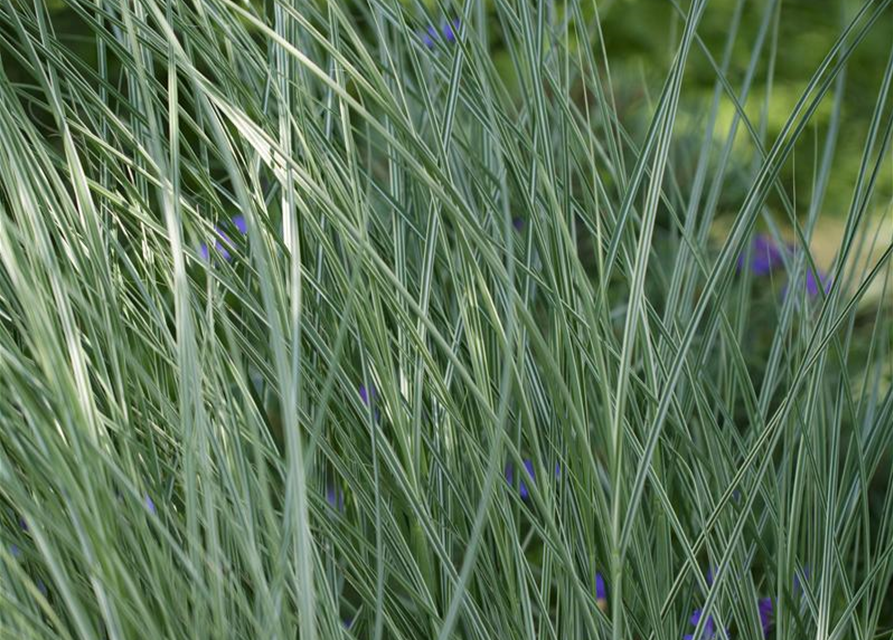 Miscanthus sinensis 'Morning Light'