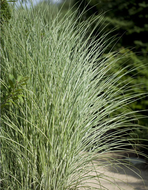 Miscanthus sinensis 'Morning Light'