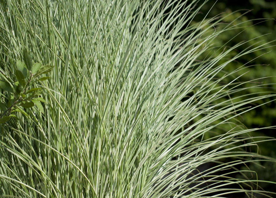 Miscanthus sinensis 'Morning Light'