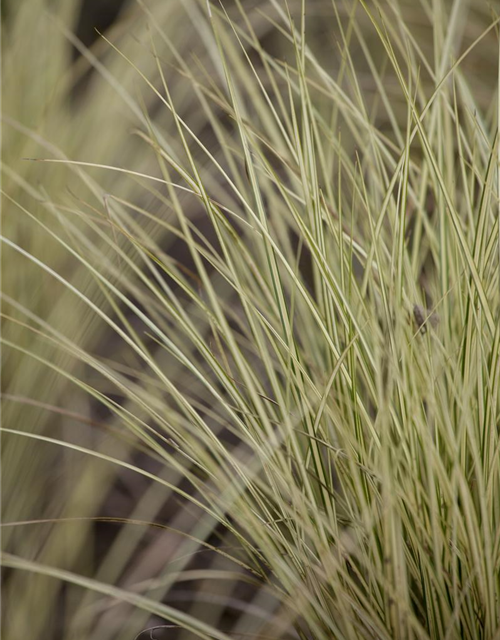 Miscanthus sinensis 'Morning Light'