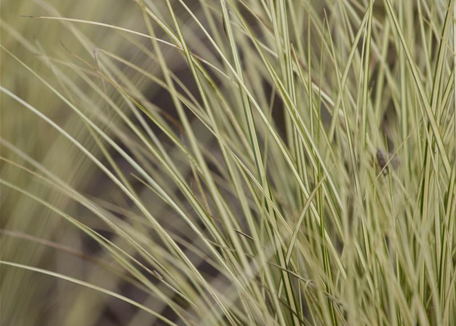 Miscanthus sinensis 'Morning Light'