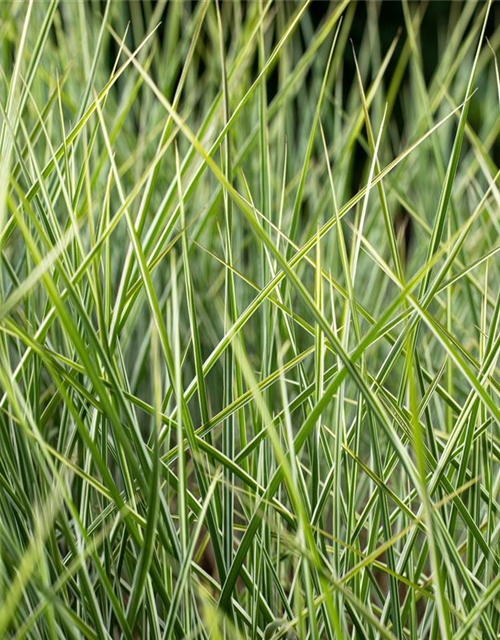 Miscanthus sinensis 'Morning Light'