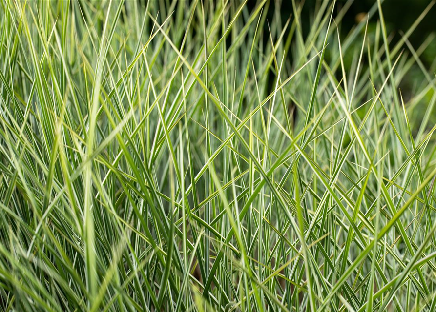 Miscanthus sinensis 'Morning Light'