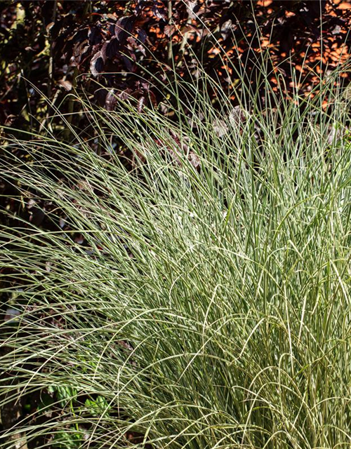 Miscanthus sinensis 'Morning Light'