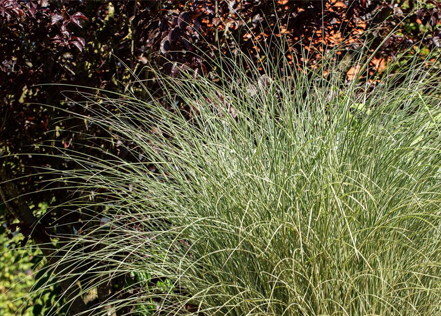 Miscanthus sinensis 'Morning Light'