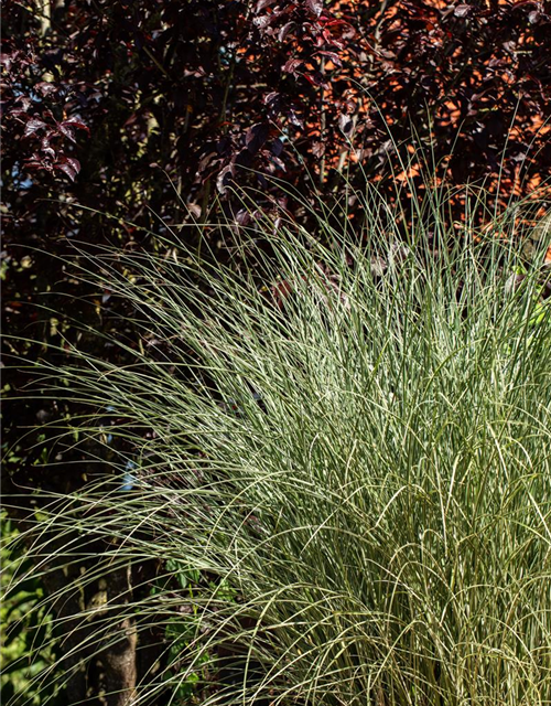 Miscanthus sinensis 'Morning Light'