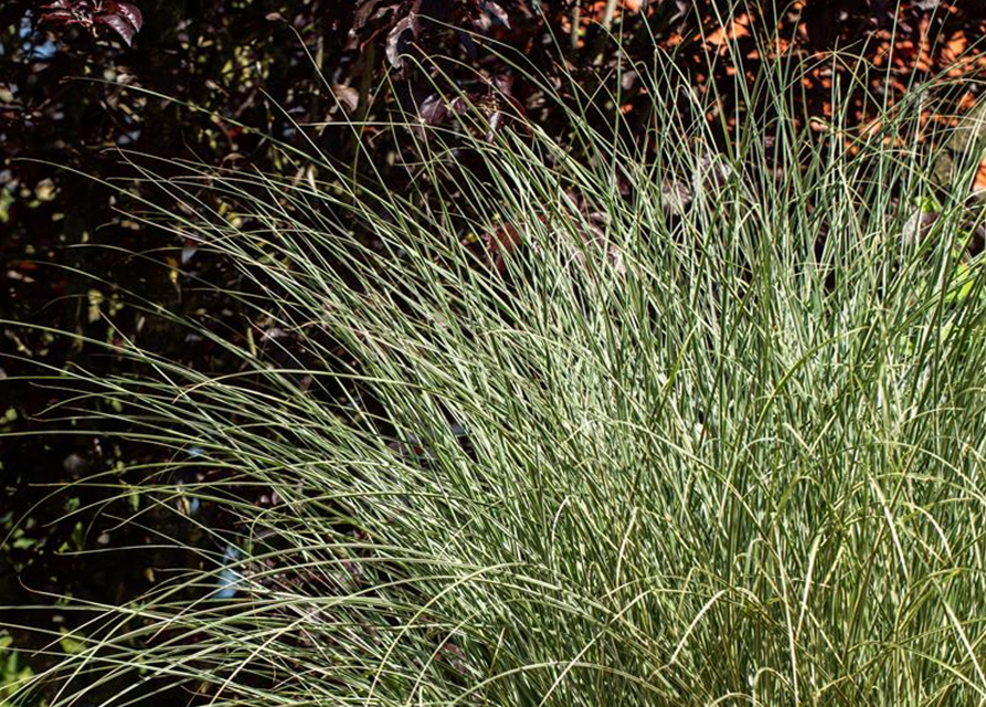 Miscanthus sinensis 'Morning Light'