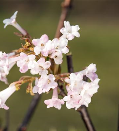 Viburnum bodnantense 'Charles Lamont'