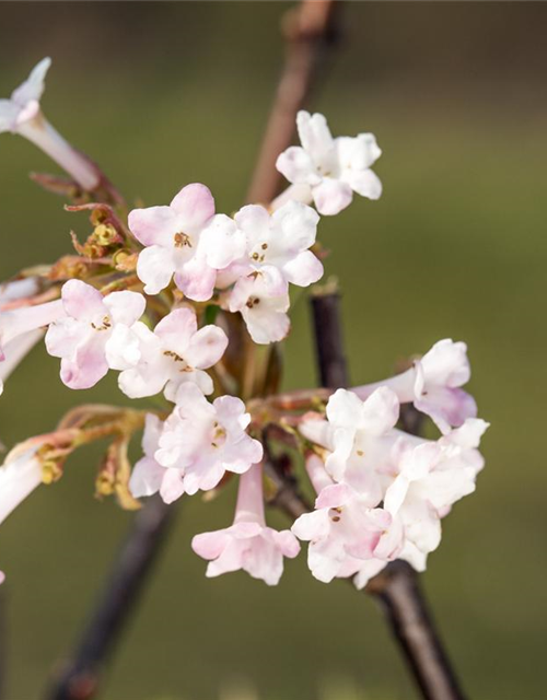 Viburnum bodnantense 'Charles Lamont'