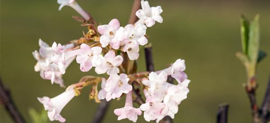 Viburnum bodnantense 'Charles Lamont'