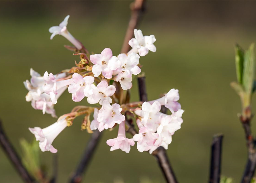 Viburnum bodnantense 'Charles Lamont'