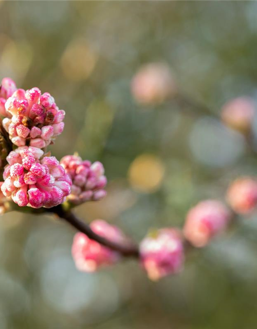 Viburnum bodnantense 'Charles Lamont'