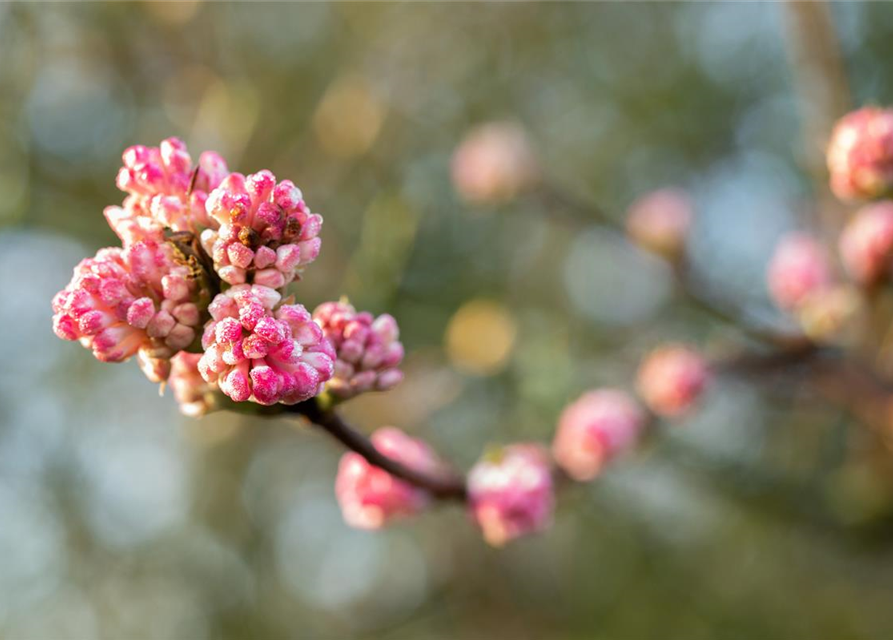 Viburnum bodnantense 'Charles Lamont'