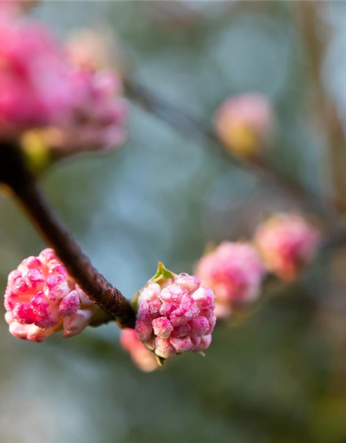 Viburnum bodnantense 'Charles Lamont'