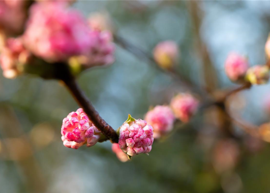 Viburnum bodnantense 'Charles Lamont'