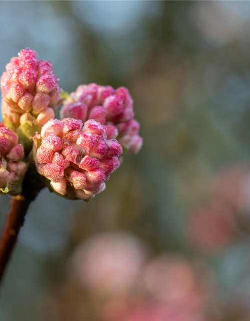 Viburnum bodnantense 'Charles Lamont'