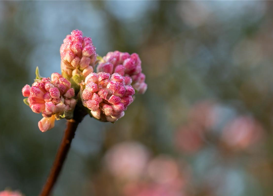 Viburnum bodnantense 'Charles Lamont'