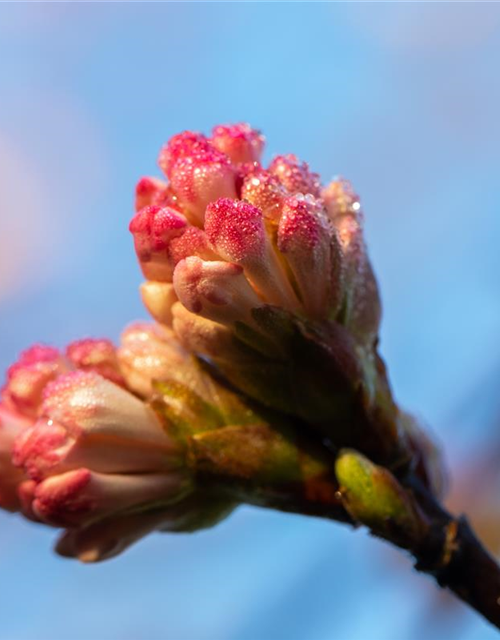 Viburnum bodnantense 'Charles Lamont'