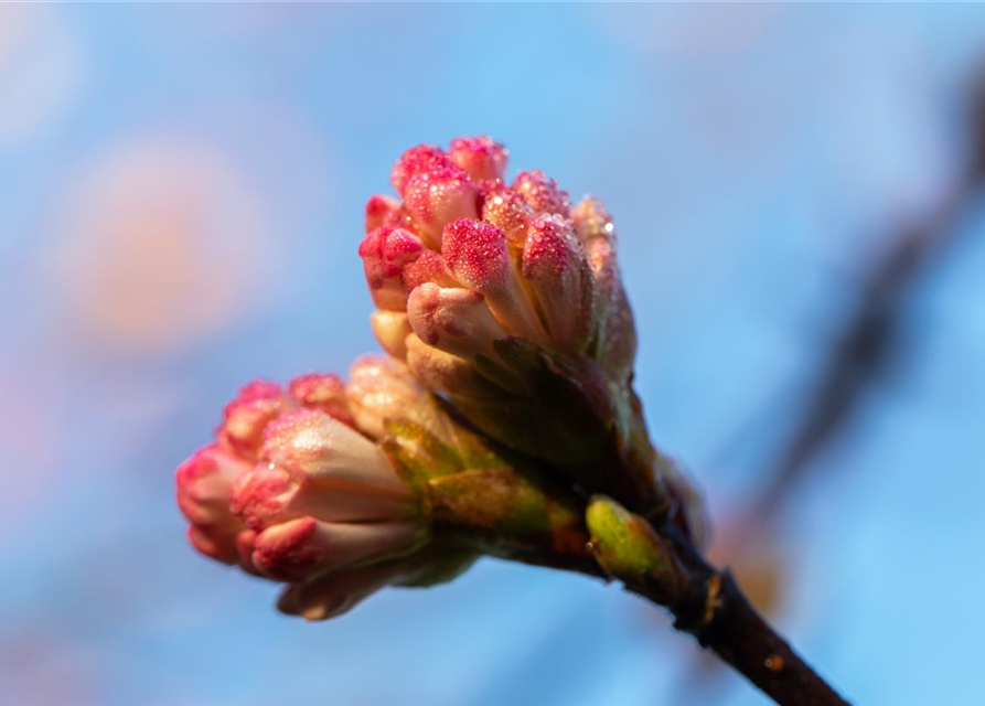 Viburnum bodnantense 'Charles Lamont'