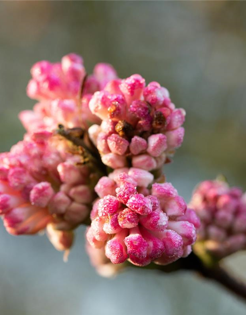 Viburnum bodnantense 'Charles Lamont'