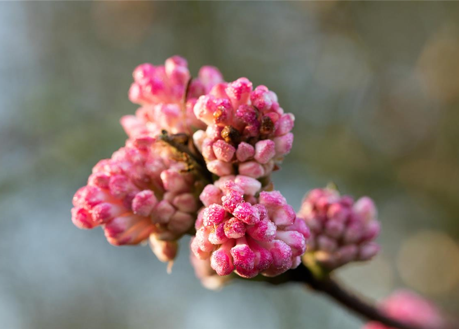 Viburnum bodnantense 'Charles Lamont'