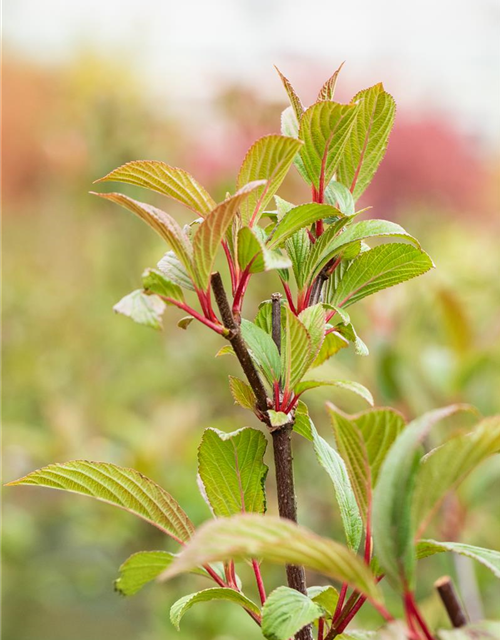 Viburnum bodnantense 'Charles Lamont'