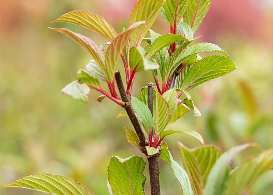 Viburnum bodnantense 'Charles Lamont'