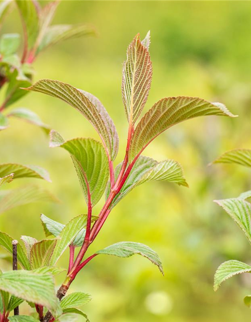 Viburnum bodnantense 'Charles Lamont'