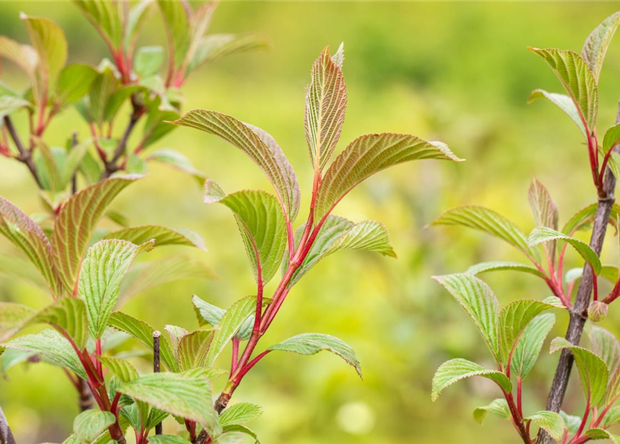 Viburnum bodnantense 'Charles Lamont'