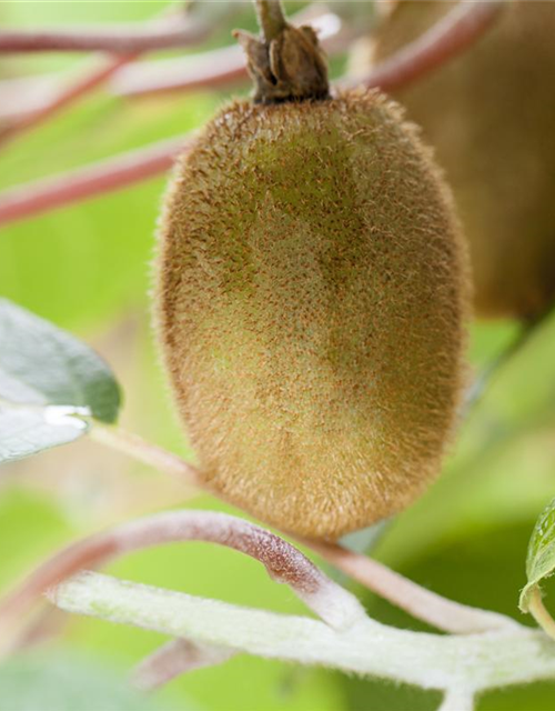 R Actinidia chinensis 'Hayward'