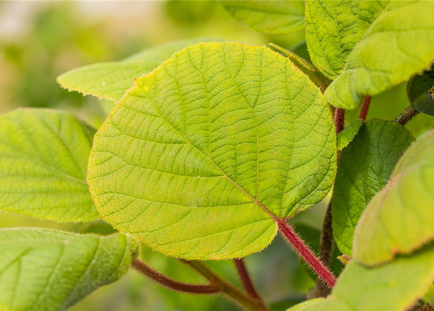 R Actinidia chinensis 'Hayward'