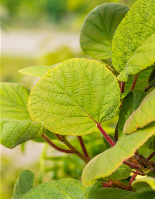 R Actinidia chinensis 'Hayward'