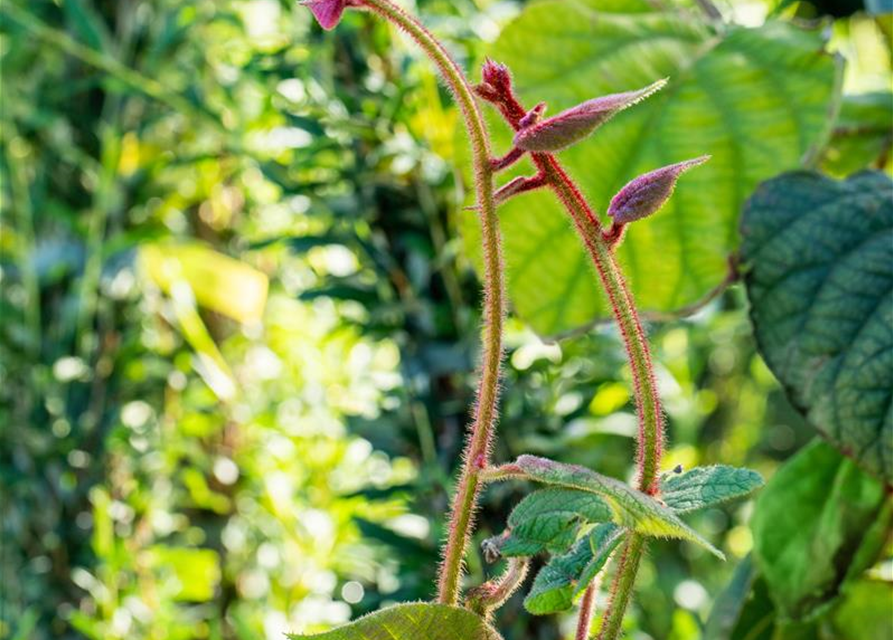 R Actinidia chinensis 'Hayward'