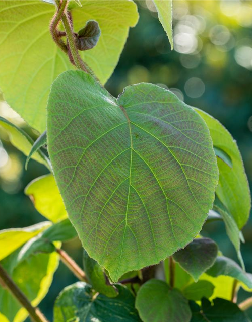 R Actinidia chinensis 'Hayward'