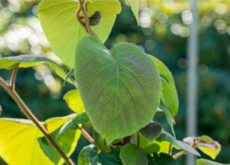 R Actinidia chinensis 'Hayward'