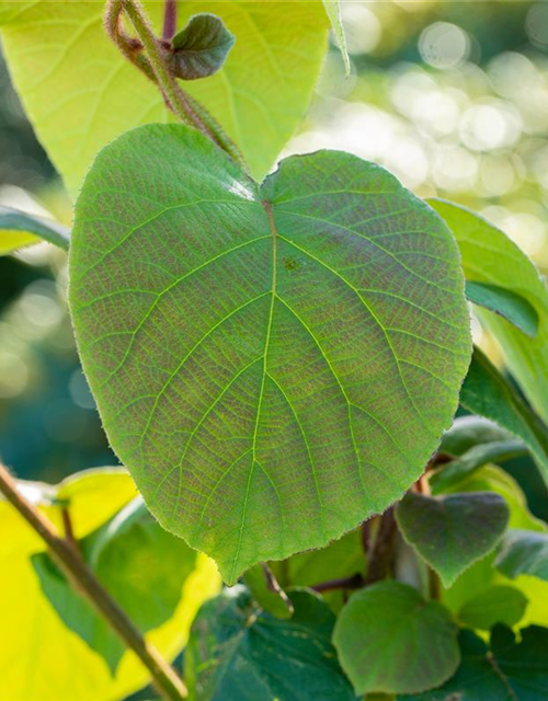 R Actinidia chinensis 'Hayward'