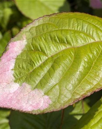 Actinidia kolomikta