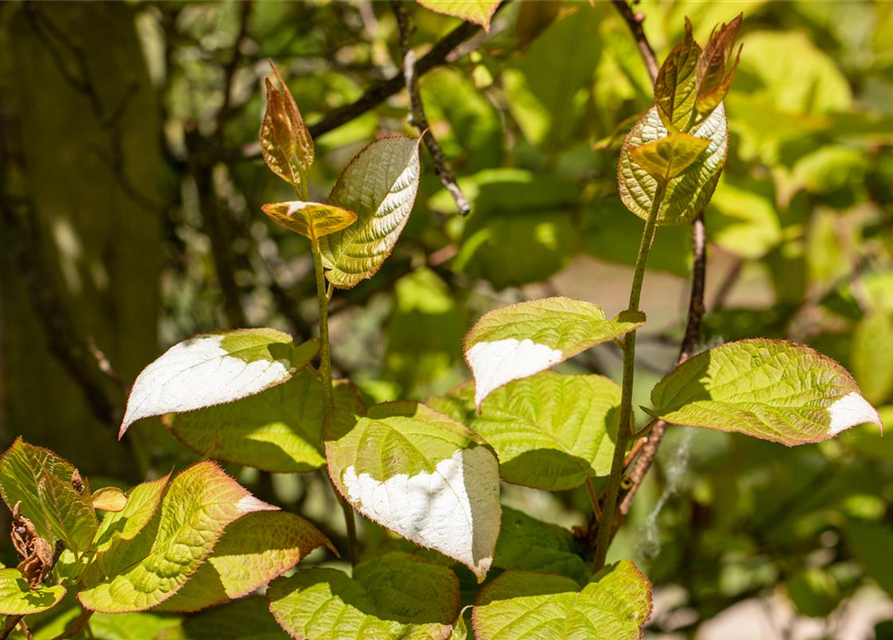 Actinidia kolomikta