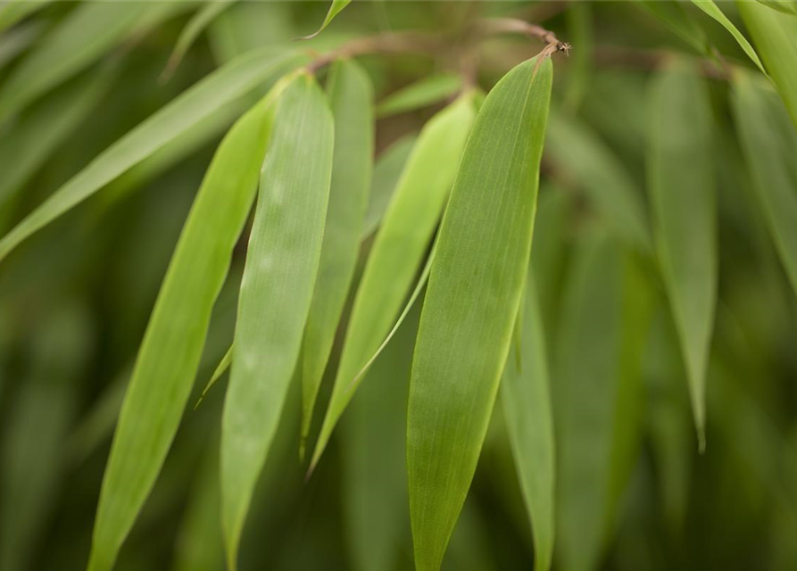 R Fargesia murielae 'Rufa'