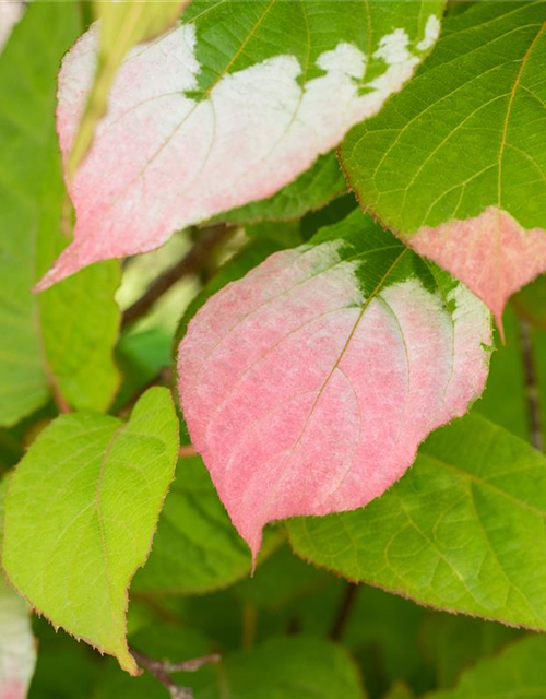 Actinidia kolomikta