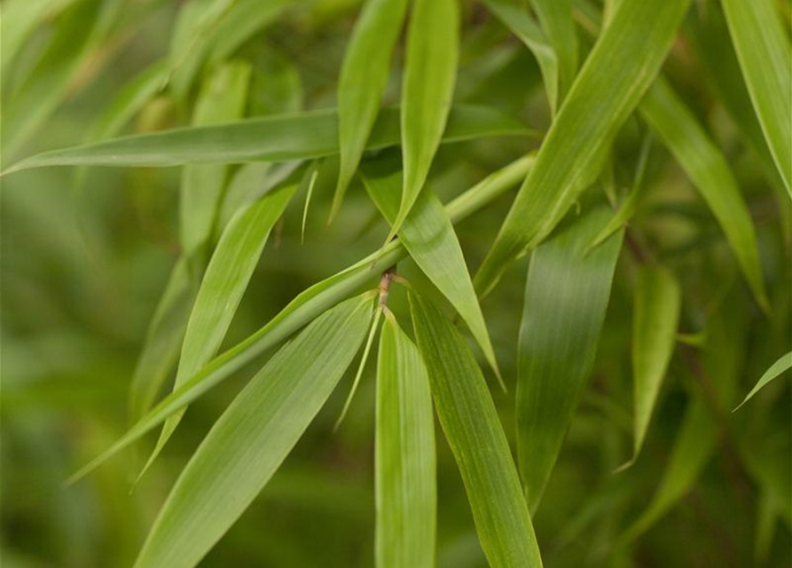 R Fargesia murielae 'Rufa'