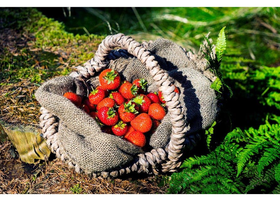 4-Monatserdbeere 'Lucky Berry'®