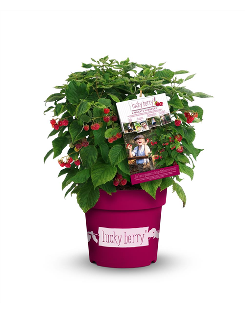 Himbeere 'Lucky Berry'®