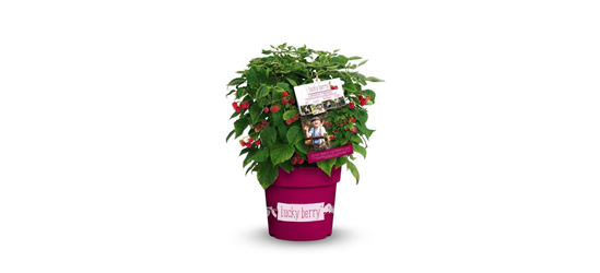 Himbeere 'Lucky Berry'®